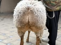 Oveja, Awassi sheep — foto 5