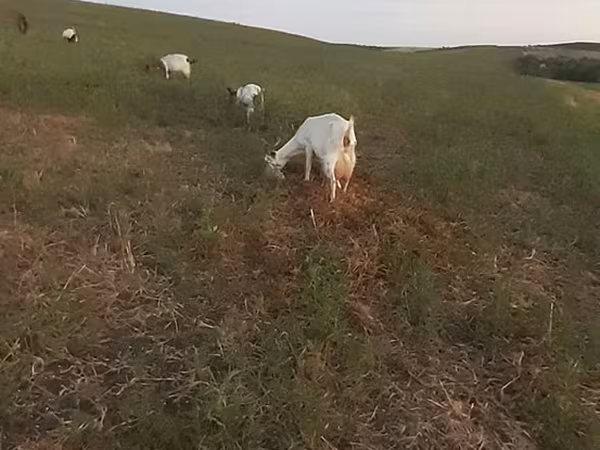Lapte de căprița