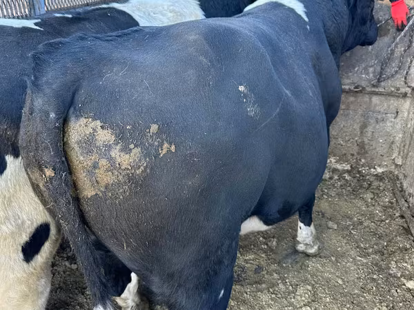 Bull, Cattle — Moldova