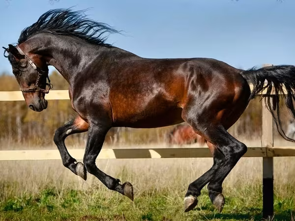 घोड़ी, Horse breed