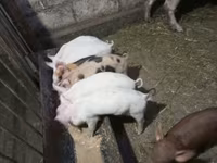 Boar, Pigs — photo 1