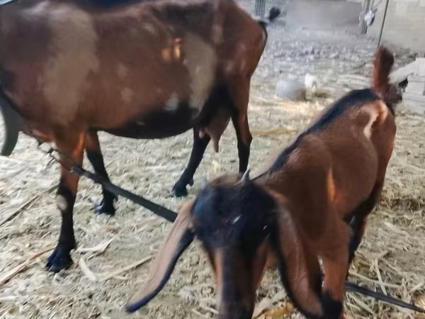 Cabra, Alpine goat — Moldávia
