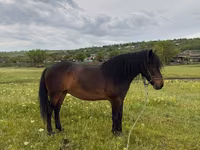 Égua, Cavalos — foto 3