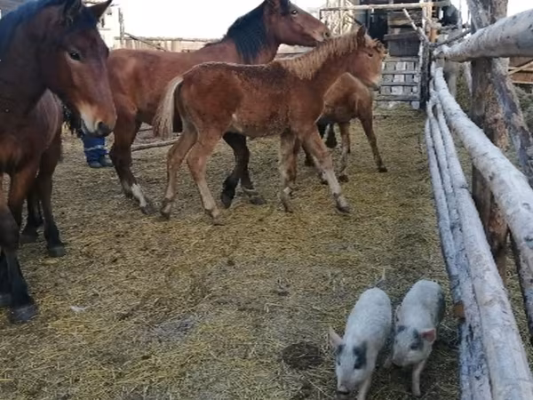 Jument, Chevaux