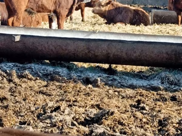 公牛, Cattle