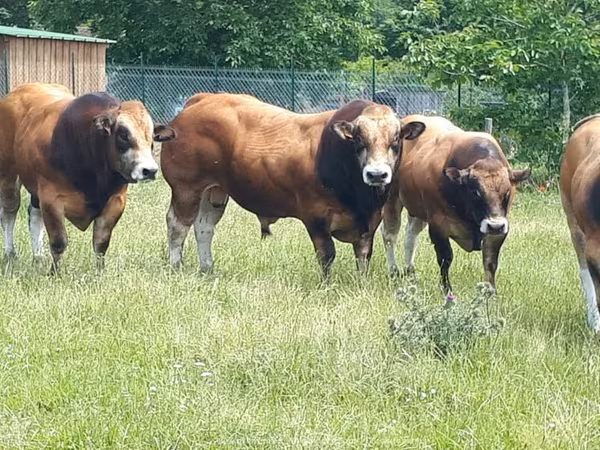 Bou, Partenaise cattle