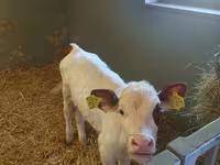 Vache, Simmental cattle — photo 2