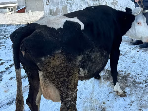 Vacă, Bovine — Republica Moldova