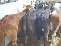 Buğa, Mal-qara — foto 7