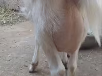 Cabra, Cabras — foto 2