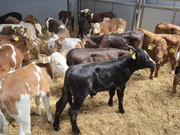 Taureau, Bovins