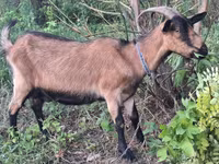 Cabra, Cabras — foto 3