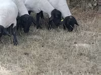 Oaie, Baerchuke sheep — foto 2
