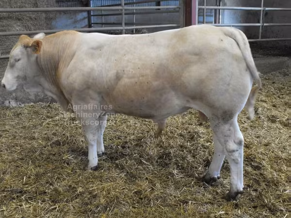 Bou, Blonde d’Aquitane cattle