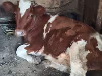 Vacă, Bovine — foto 2