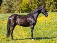 Horse (M), Horses — photo 2