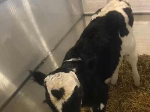 Bou, Rasa Holstein