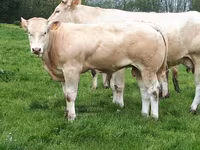 Taureau, Blonde d’Aquitane cattle — photo 5