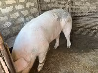 Boar, Pigs — photo 3