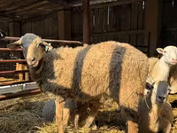 Berbec, Edilbay sheep — foto 4