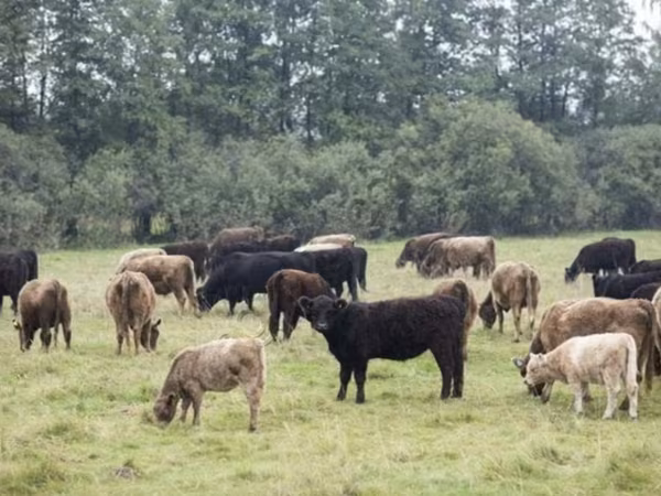 Toro, Vaca Galloway
