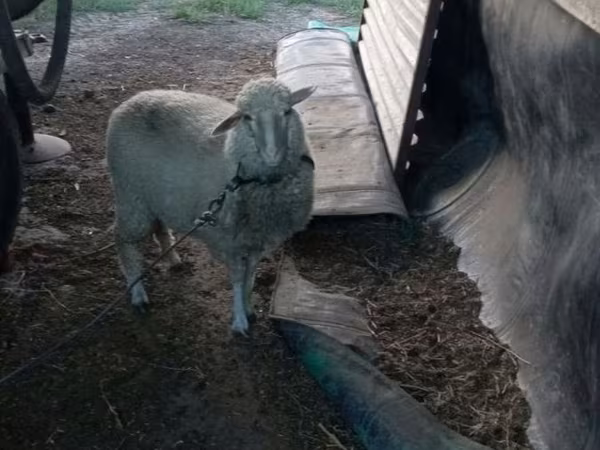 भेड़, भेड़ — मॉल्डोवा