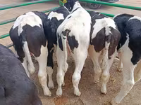 公牛, Holstein breed — 照片 4