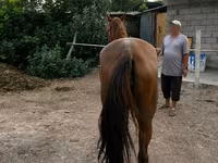 فرس, Canadian horse breed — الصورة 3