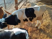 Bulle, Holstein-Rasse — Foto 2