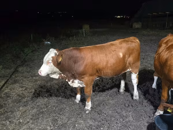 Bou, Swiss cattle — Republica Moldova