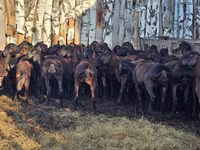 Widder, Hissar sheep — Foto 5