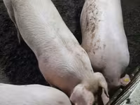 Boar, Pigs — photo 1
