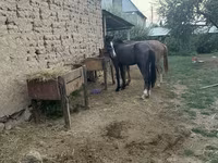 Cal, Friesian sport horse — foto 2