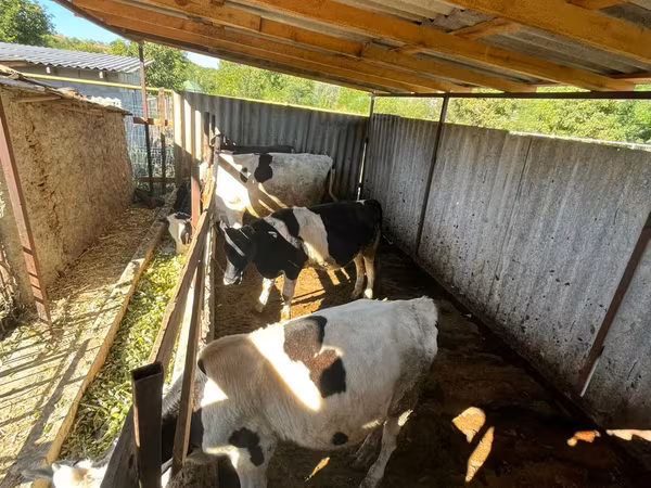 公牛, Cattle — 摩尔多瓦