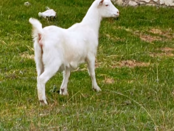 Dişi keçi, Keçilər — Moldova