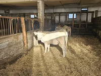 Cow, Charolais cattle — photo 3