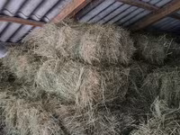 Vind Fîn, Lucernă,Paie în baloți — Foto 1