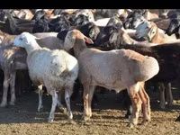 Bélier, Moutons — photo 1