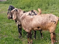 Țap, Nubian Goat — foto 3