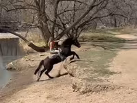 Cavalo, Mustang — foto 8