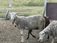 Oveja, Kuibyshev sheep — foto 6