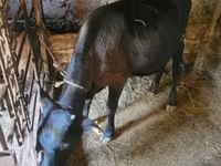 Bou, Bovine — foto 2