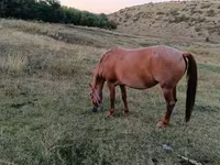 Madyan, Atlar — foto 5