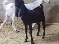 Cabra, Kamori goats — foto 4