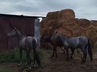 Cal, Horse breed — foto 4