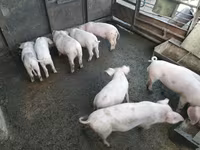 Vier, Porci — foto 2