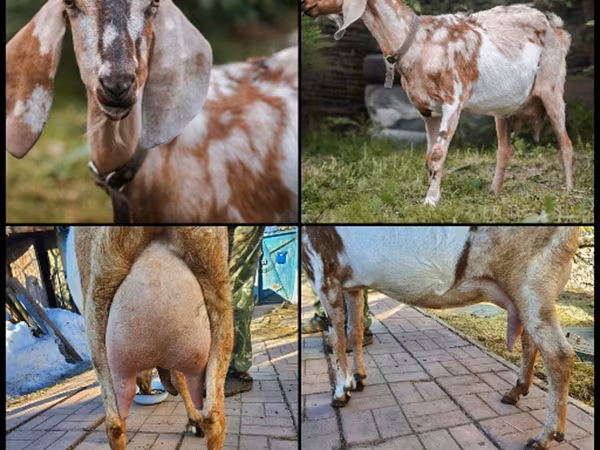 Goat, Nubian Goat