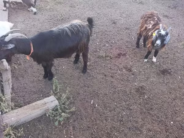 Ziegenbock, Ziegen
