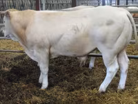 Bou, Blonde d’Aquitane cattle — foto 3