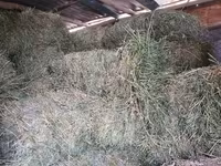 Lucernă — Foto 4